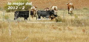 IMG_0945 